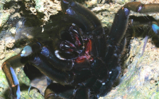 Черный тарантул
