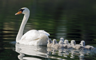Лебедь мама и семеро детей