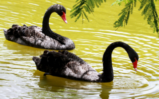 Черные лебеди на пруду