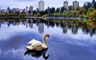 Белый лебедь в городском пруду