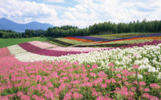 Цветочные поля Японии