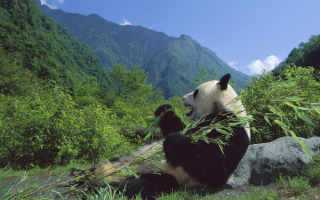 Китайский медведь панда