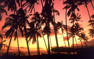Пальмы на Гавайях