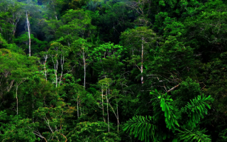 Растительность джунглей