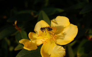 Пчела на желтом цветке