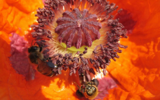 Пчелы собирают нектар