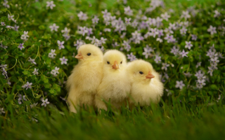 Цыплята в траве