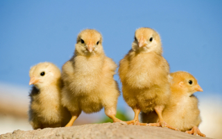 Четыре цыпленка