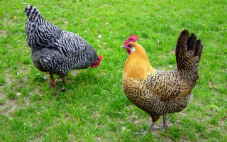 Две курицы на зеленой траве