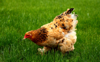 Курица на зеленой траве