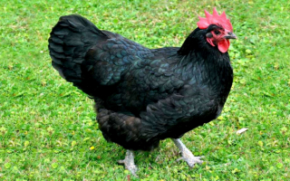 Курица породы австралорп
