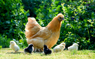 Курица с цыпплятами
