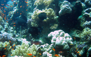 Рыбы кораллового рифа