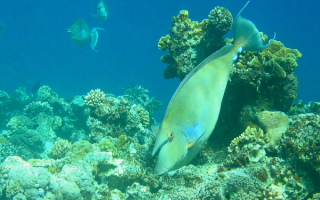 Рыба носорог в кораллах