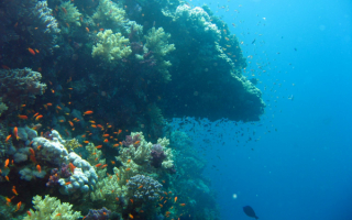 Коралловый риф и рыбы