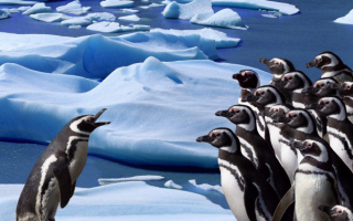 Пингвины слушают прогноз погоды