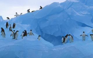 Пингвины на ледяной горе