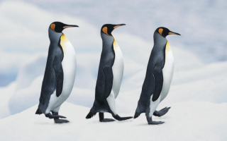 Три королевских пингвина