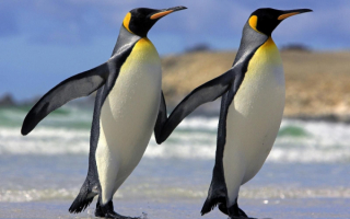 Королевские пингвины на берегу