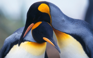 Королевские пингвины - королевские нежности
