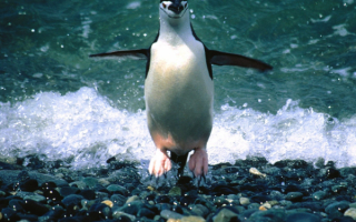 Пингвин вышел из воды