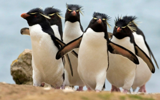Толстоклювые пингвины