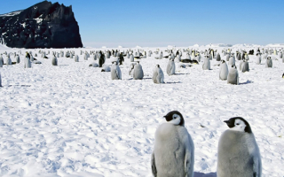 Пингвинята на снегу