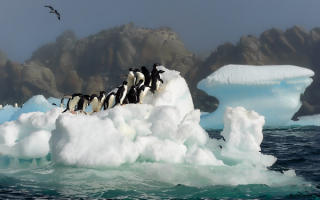 Пингвины плывут на льдине