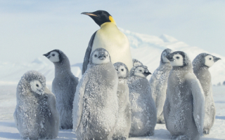 Пингвинята с нянькой