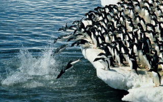 Пингвины ныряют в море