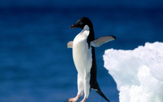 Прыжок пингвина