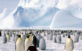 Императорские пингвины у ледяной горы