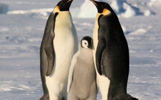 Императорские пингвины со своим чадом