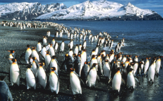 Королевские пингвины на берегу залива