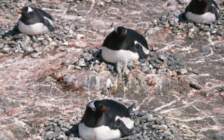 Папуанские пингвины сидят на гнездах