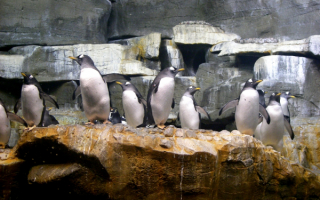 Папуанские пингвины на скалистом берегу