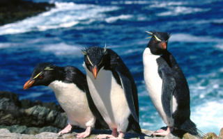 Толстоклювые пингвины