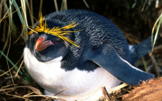 Толстоклювый пингвин на гнезде
