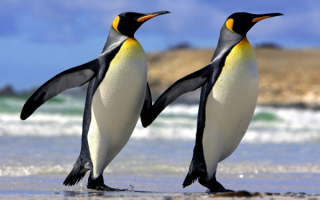 Пара пингвинов