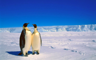 Пингвины аборигены антарктиды