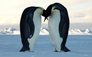 Пингвинья нежность