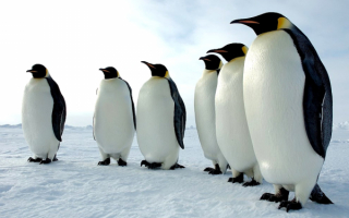 Собрание пингвинов