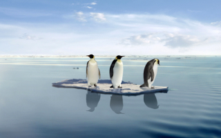 Три пингвина на льдине