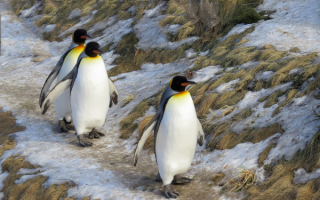 Три пингвина на тропе