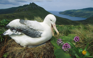 Альбатрос на гнезде