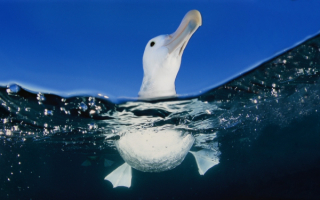 Альбатрос на воде