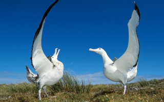 Белый танец альбатросов