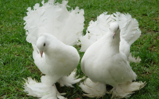 Белые королевские голуби