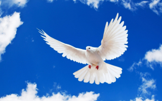 Белый голубь на синем небе
