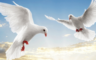 Белые голуби летят